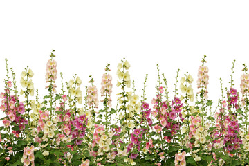 Fresh pink and white mallow flowers border - obrazy, fototapety, plakaty