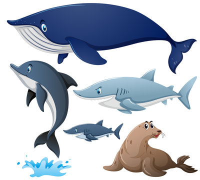Sharks and other sea animals