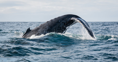 Humpback whale flapping its tail on the water