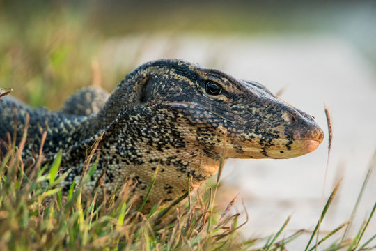 Varanus Salvator On Ground