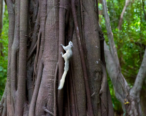 Little squirrel is climbing trees to find food
