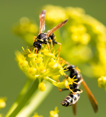 Wasp on yellow flower in nature