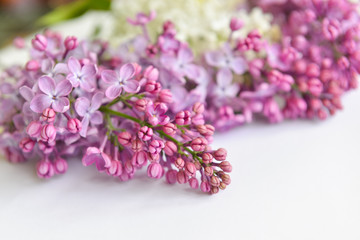 Blooming pink lilac flowers - floral background