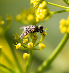 An insect on a yellow flower in nature.