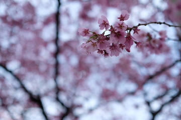 桜