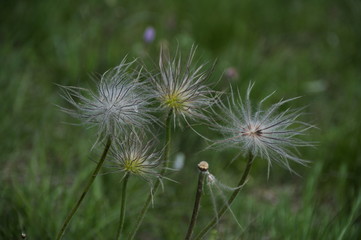Fototapeta premium verblühte Kuhschelle