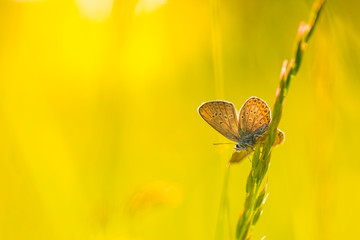 Beautiful nature background. Beauty in nature. Green nature ecology concept.