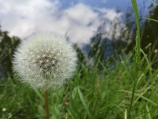 dandelion at the sky