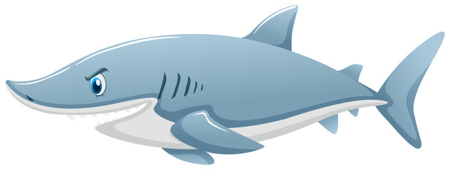 Wild shark on white background