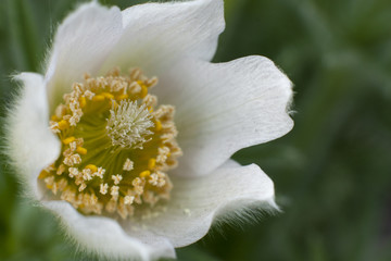 White snowdrop closeup