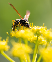 Wasp on yellow flower in nature