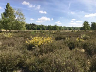 Wahner Heide in Troisdorf (Flughafen Köln/Bonn)