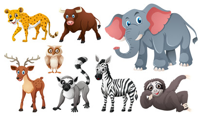 Fototapeta premium Many wild animals on white background