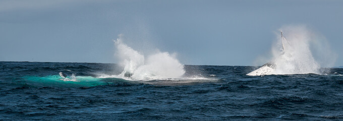 Humpback whales splashing water in Byron Bay Australia