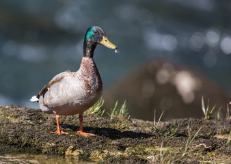 Canard colvert