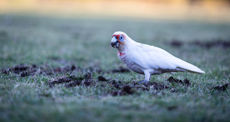 White galah eating grass 