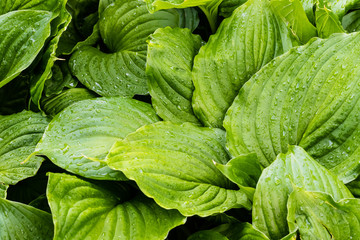 checking the hosta patch after the rain stopped