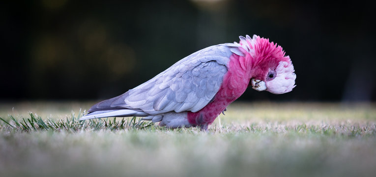 Pink Galah On The Grass Bowing