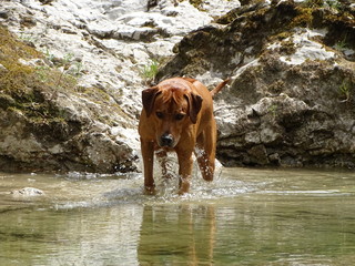 Rhodesian ridgeback beim spielen im Fluß Walchen (Sylvensteinstausee)
