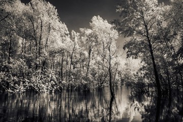 Trees standing in the river in infrared light.