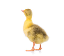 Cute little newborn yellow fluffy gosling. One young goose isolated on a white background. Nice bird.