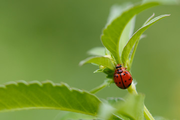 Ladybug,Beetles, insects, bugs background.