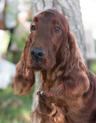 Long-haired brown dog with long hair