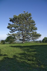 Obraz premium einsamer Baum