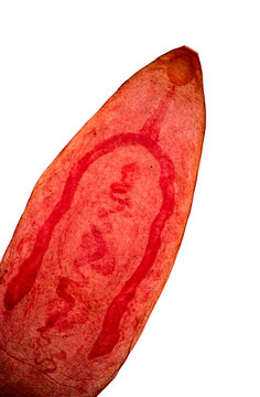 Paramphistomum is a genus of parasitic flat worms belonging to the digenetic trematodes.