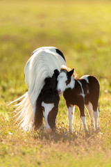 Beautiful pony mare with long mane with beautiful colt