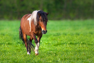 Bay piebald horse walk on pasture