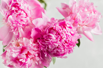 Pink peony flower on a white background