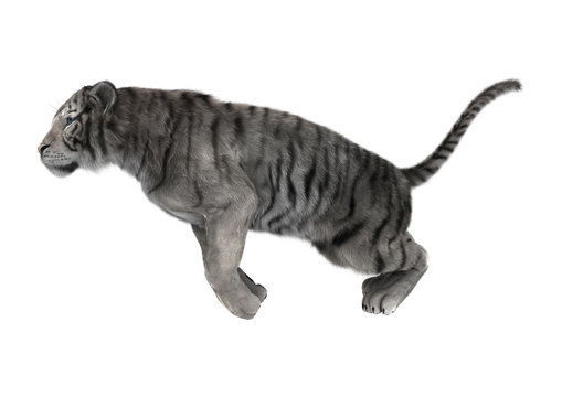 3D Rendering White Tiger on White