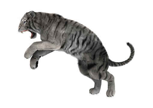 3D Rendering White Tiger on White