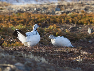 ライチョウつがい(Rock ptarmigan)
