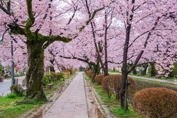 
 京都　哲学の道　桜 