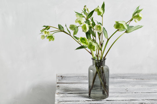 Bouquet of spring hellebore flowers in a vase. Spring floral still life with helleborus flowers. Home natural decoration.