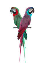 couple macaw isolated on white background © chamnan phanthong