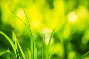 Green grass on a bright sunny natural green background. Bright sunny bunnies bokeh green in the background. A lot of free space for your ideas and inscriptions. Cheerful effect.