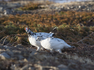 ライチョウつがい(Rock ptarmigan)