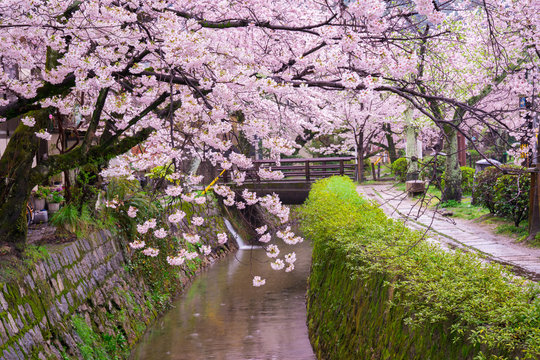 京都　哲学の道　桜