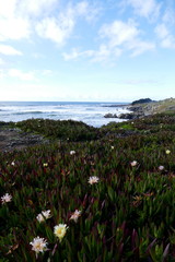 Mittagsblumen Big Sur