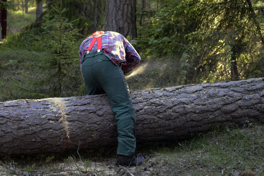 skog