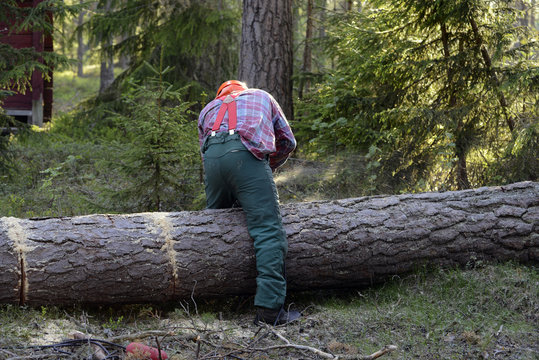 skog