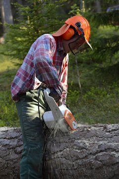 S&aring;ga tr&auml;d, skog