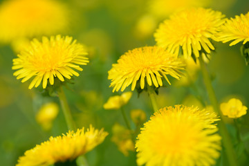Yellow dandelion flowers (Taraxacum officinale). Dandelions field background on spring sunny day. Blooming dandelion.