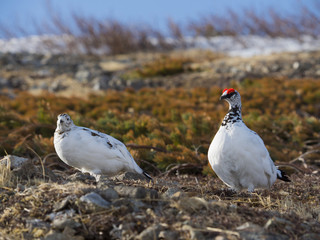 ライチョウつがい(Rock ptarmigan)