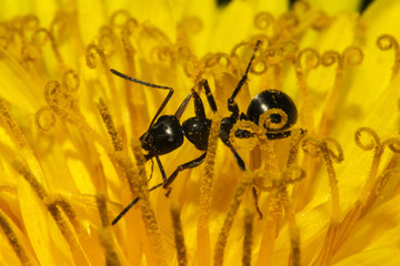 ants under macro photography