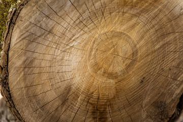A beautiful close-up of a tree trunk. Wooden texture of age rings.