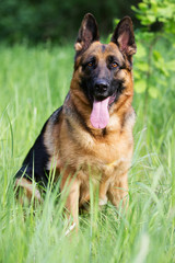 Naklejka na ściany i meble German Shepherd dog in the grass